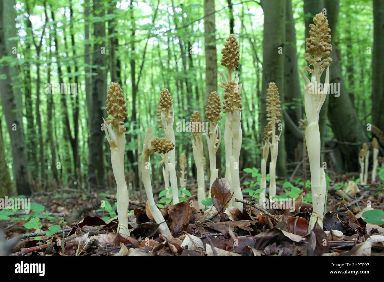 Orchidées à nid d'oiseau, Neottia nidus-avis, dans un bois de hêtre, Surrey, Angleterre Banque D'Images