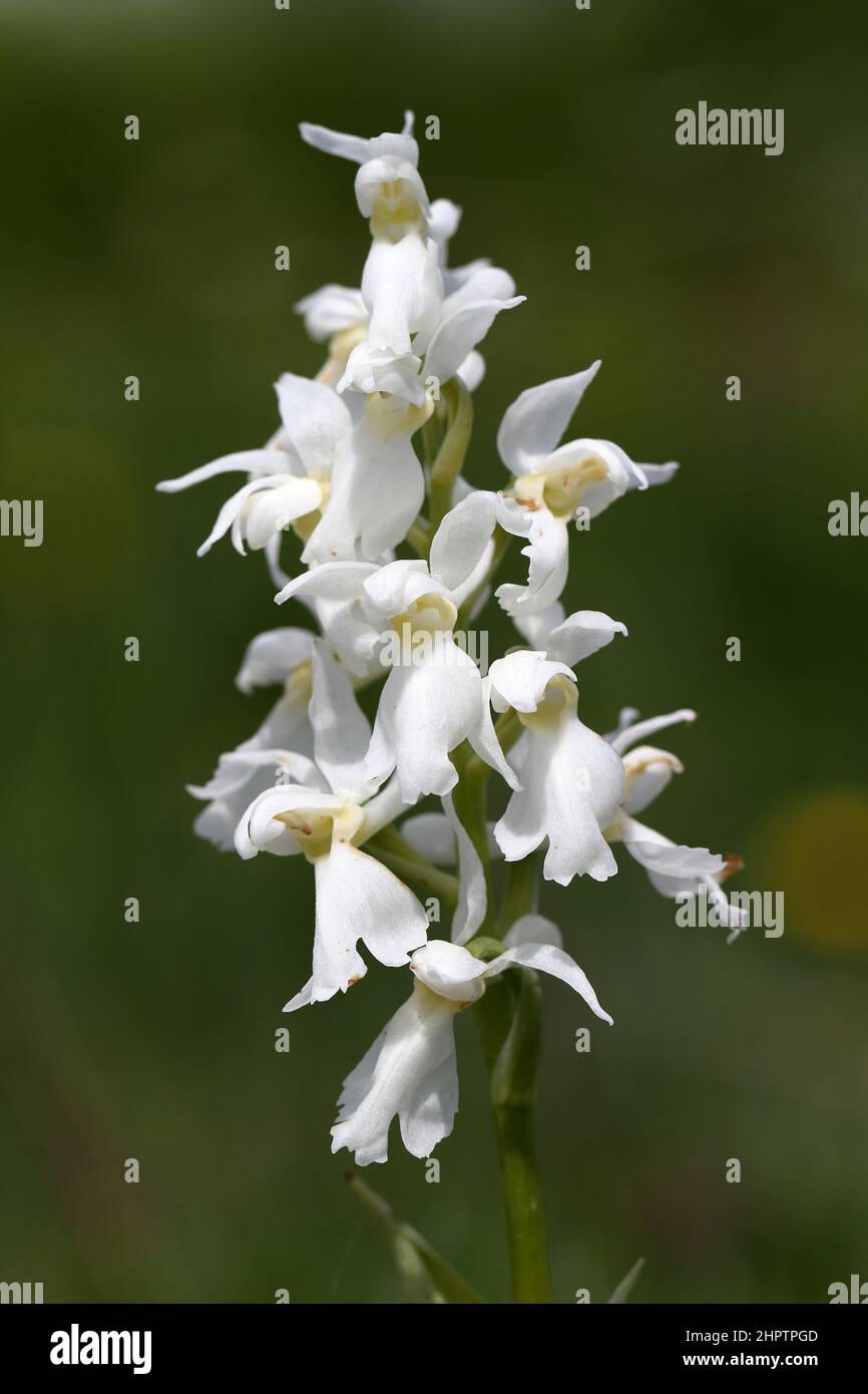 Orchid pourpre précoce, Orchis masculin, var alba, The Burren, Irlande Banque D'Images