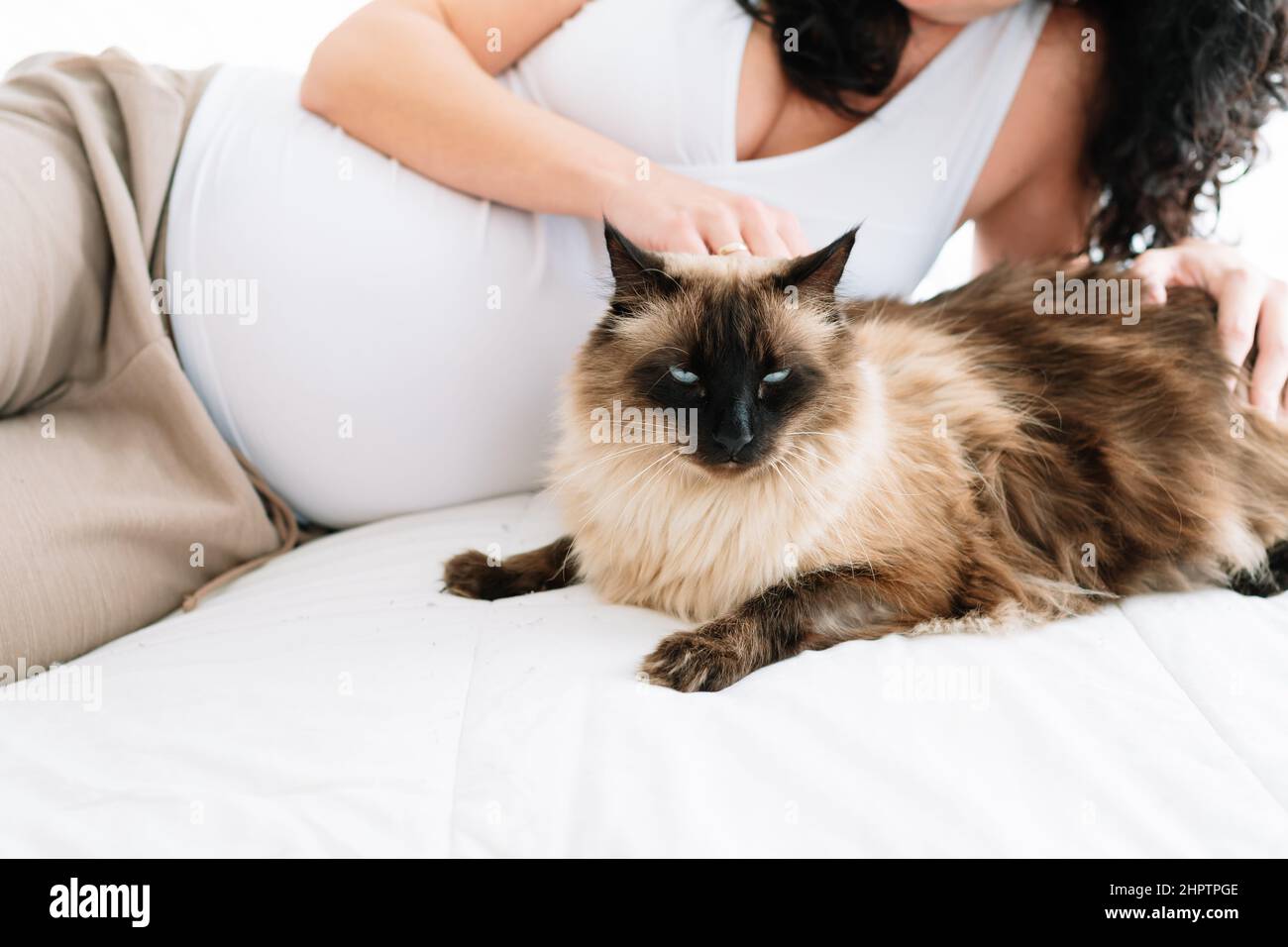 La grossesse du chat Banque de photographies et d'images à haute résolution  - Alamy