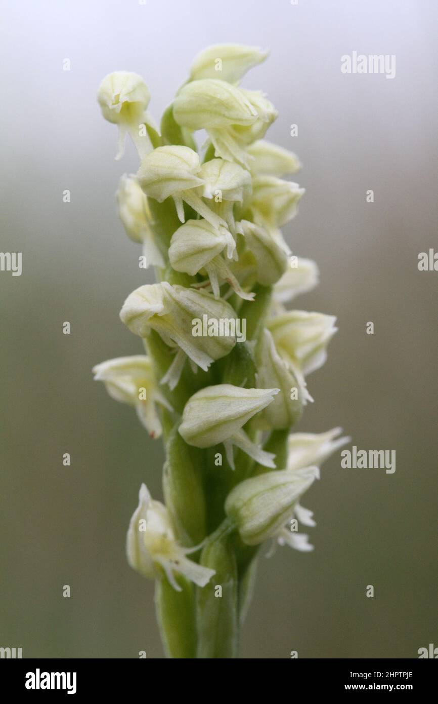 Orchidée à fleurs denses, Neotinea maculata, The Burren, Irlande Banque D'Images