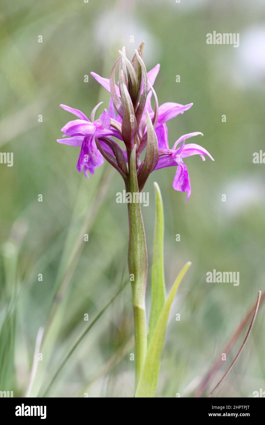 Orchid de Pugsley, Dactylorhiza trunsteinerioides, The Burren, Irlande Banque D'Images