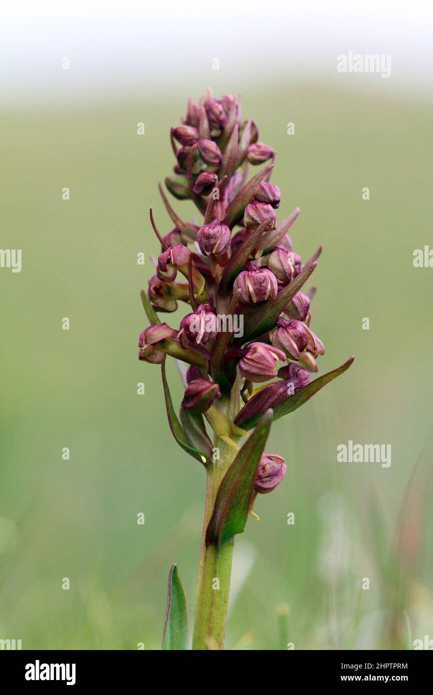 Grenouille Orchid, Dactylorhiza viridis, Shetland, Écosse, Royaume-Uni Banque D'Images
