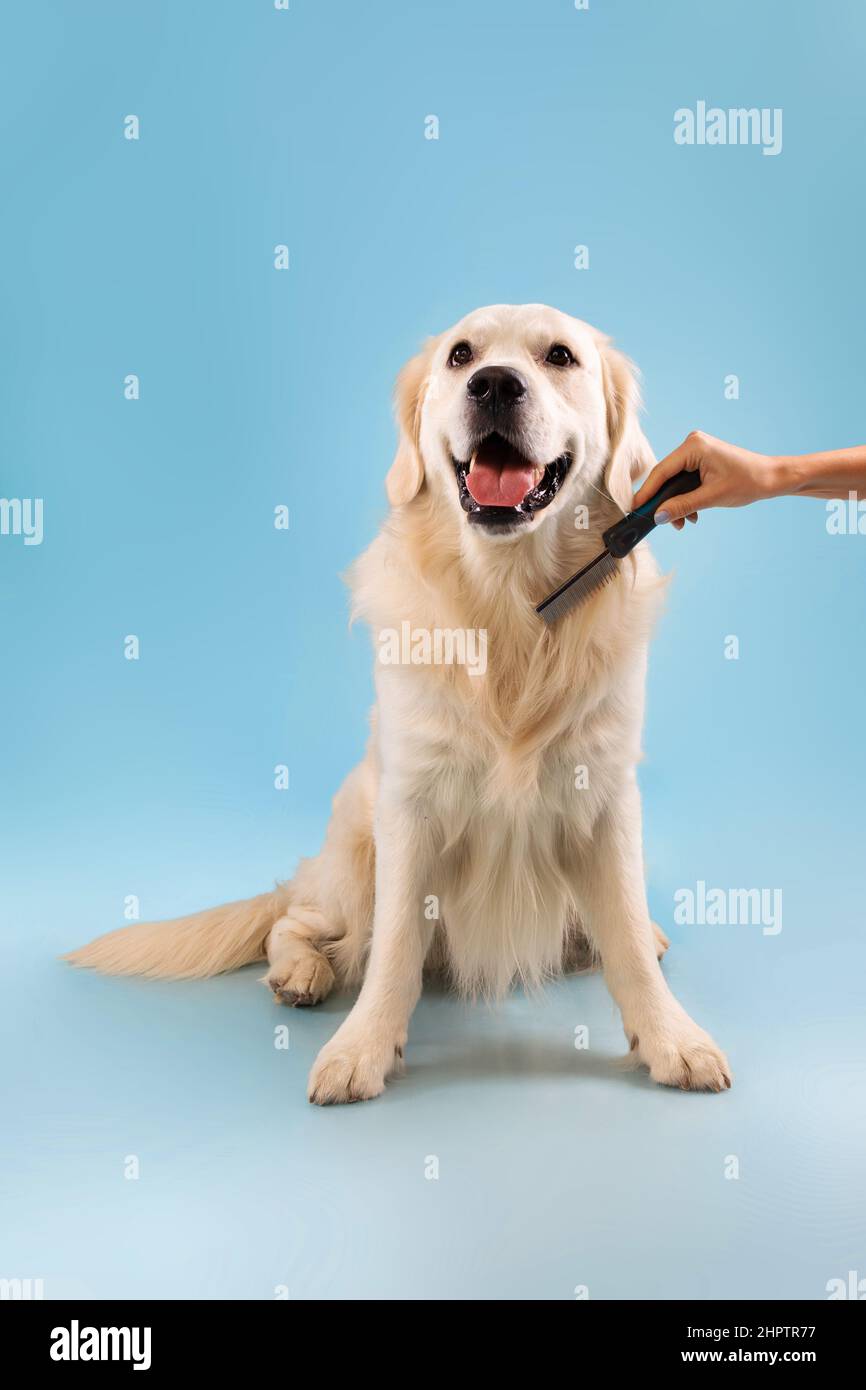 Portrait d'un joli chien en bonne santé posé sur le mur bleu du studio Banque D'Images
