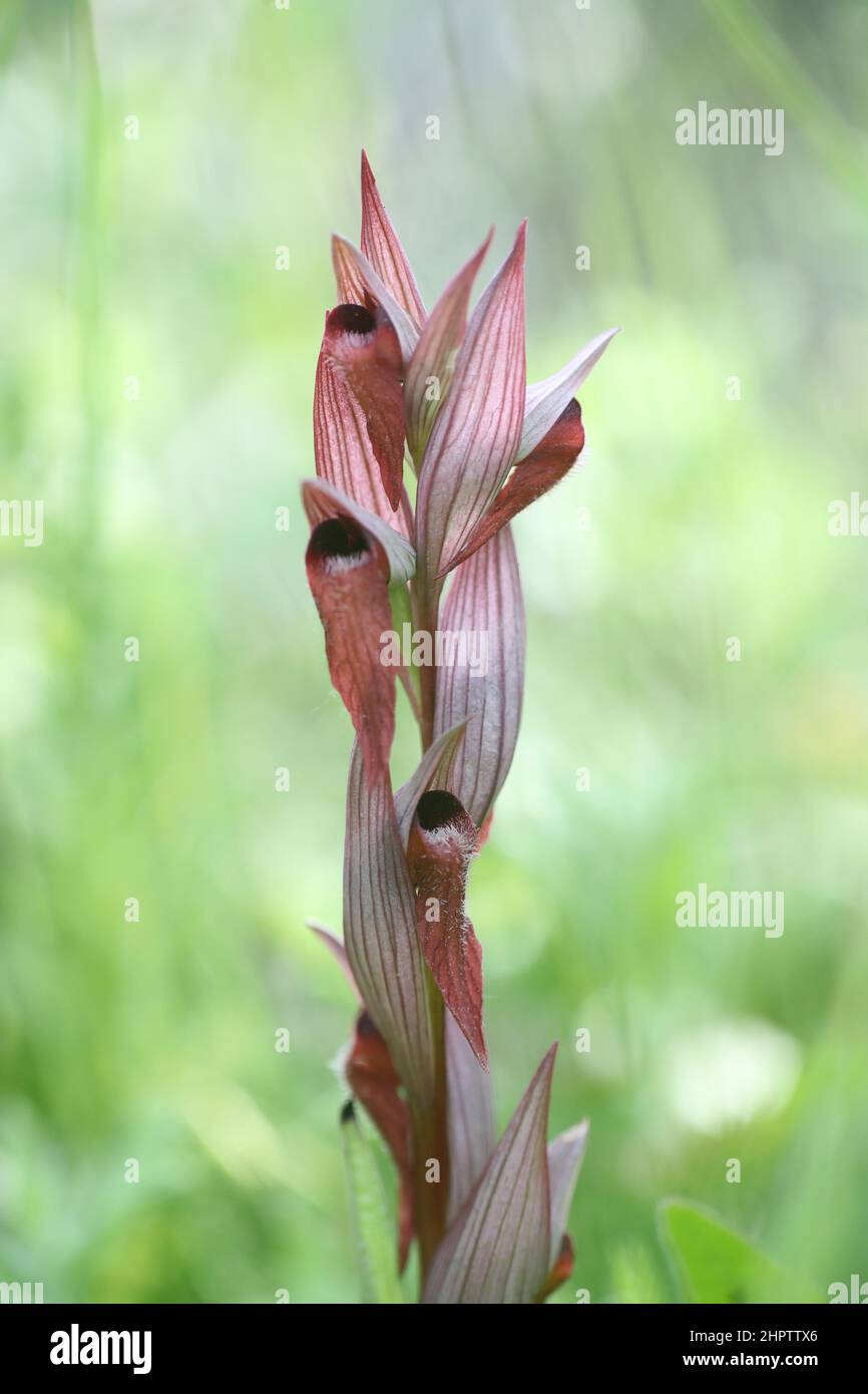 Orchidée-langue à lèvres longues, Serapias vomeracea, Kent, Angleterre Banque D'Images