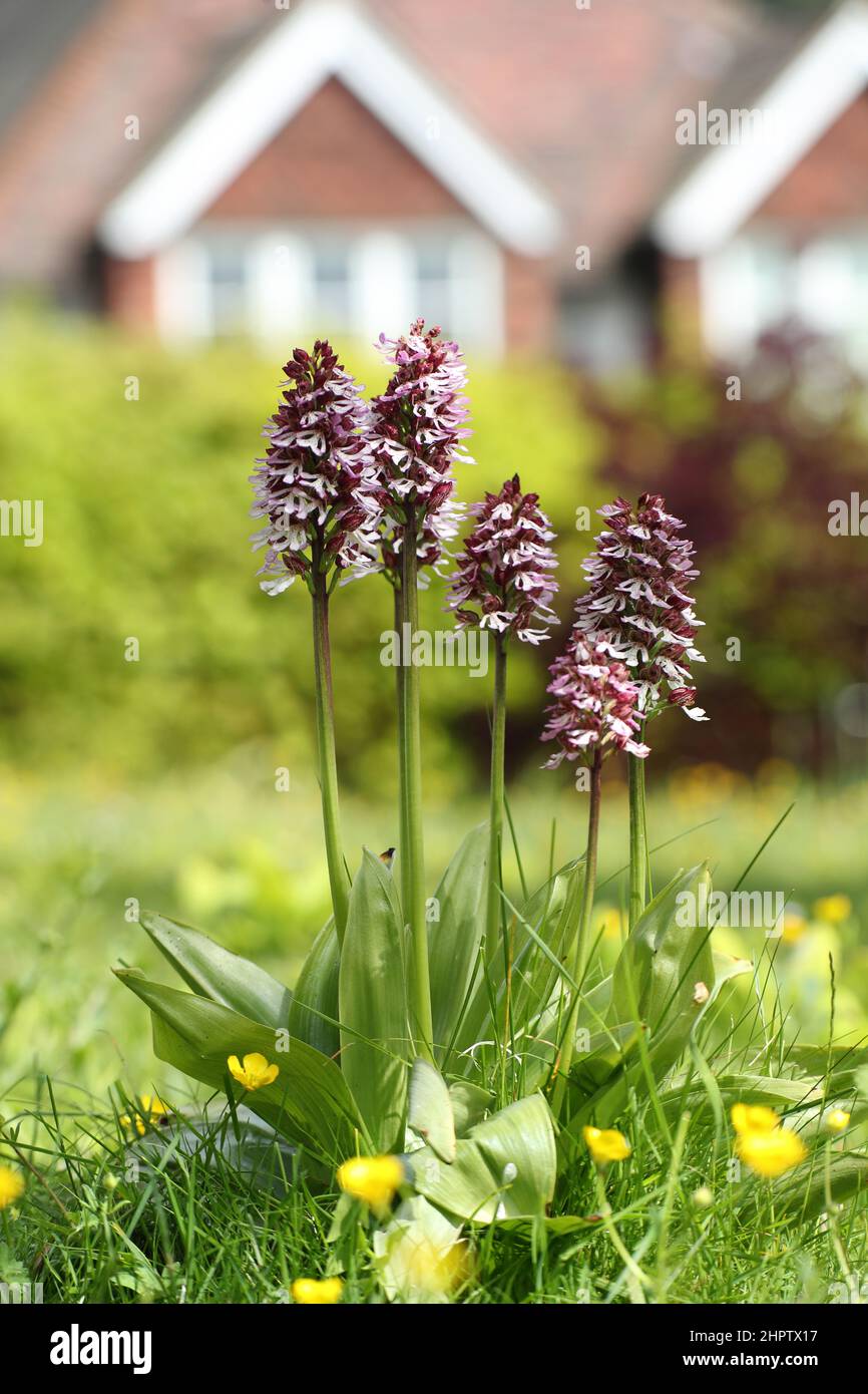 Une souche de Lady Orchids, Orchis purpurea, qui grandit sauvage sur une pelouse de jardin, Kent, Angleterre Banque D'Images