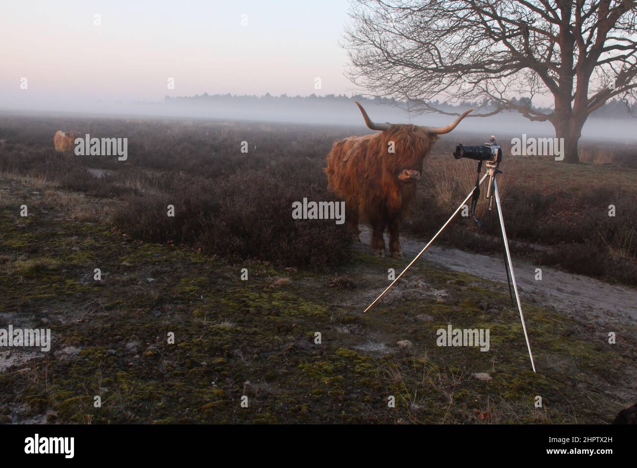 Un Scottish highlander regarde de près l'appareil photo sur un trépied, dans un paysage de moorland brumeux. Banque D'Images