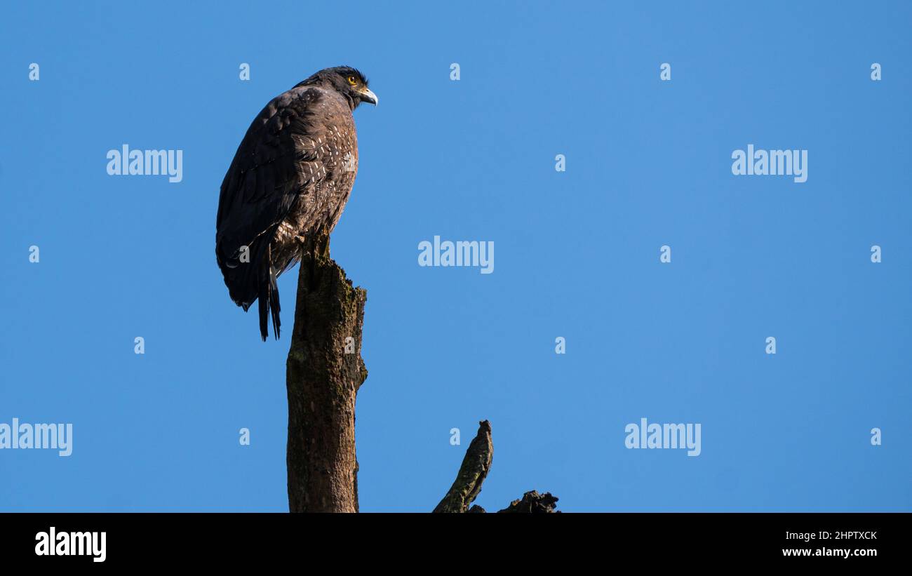 oiseau aigle noir assis sur une branche d'arbre isolée avec un ciel clair Banque D'Images