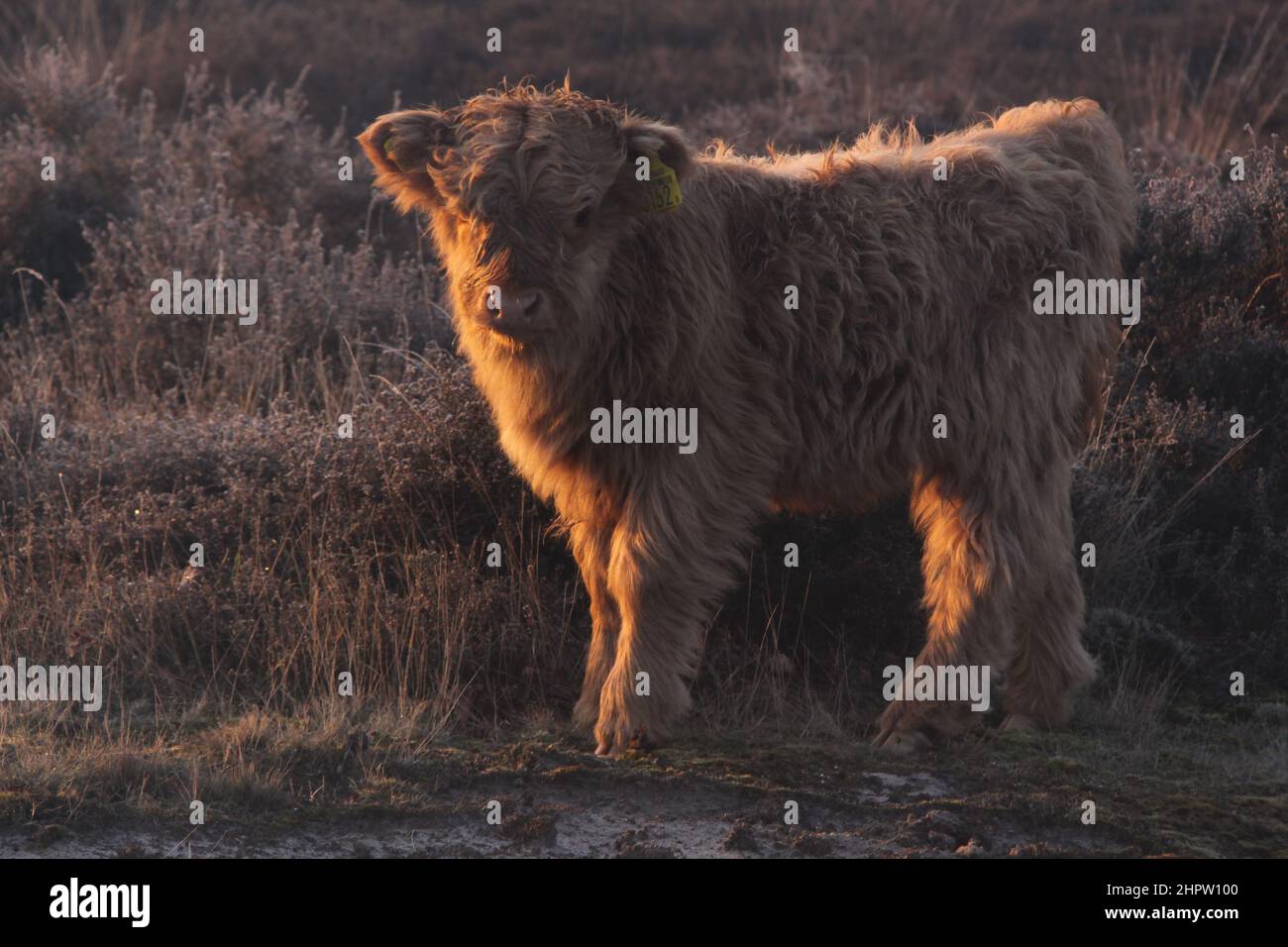 Un veau écossais highlander se dresse dans la zone protégée de la nature le Staatsbossen de Sint Anthonis. Vu du côté et en regardant directement dans la caméra. Banque D'Images