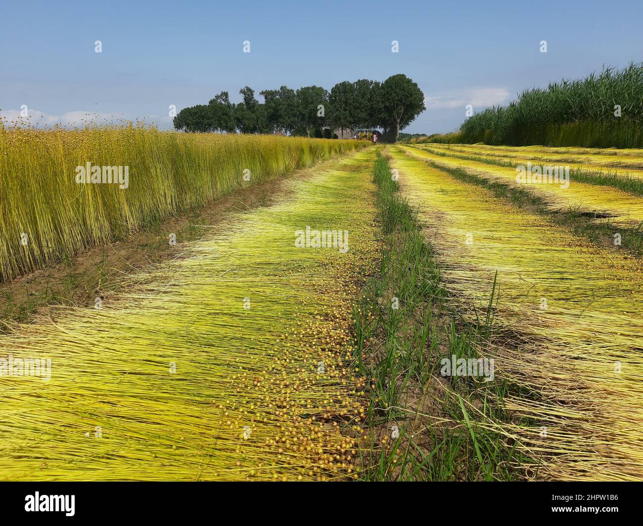 vue de face sur un champ de lin avec une machine qui sort les plantes et qui sont déposées en rangées dans le champ en hollande en été Banque D'Images