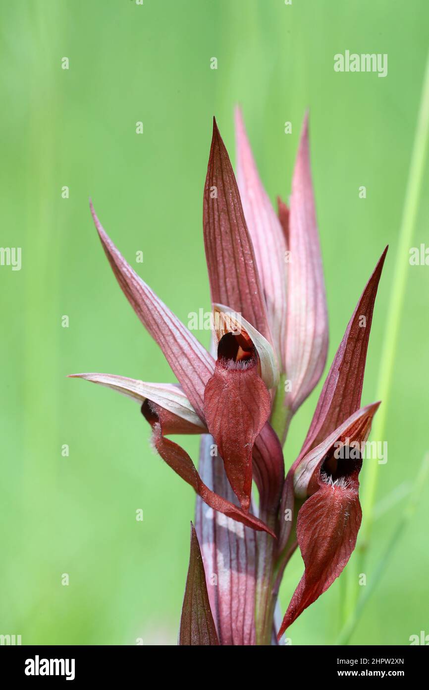 Orchidée à longue lèvre, Serapias vomeracea, Aude, France Banque D'Images