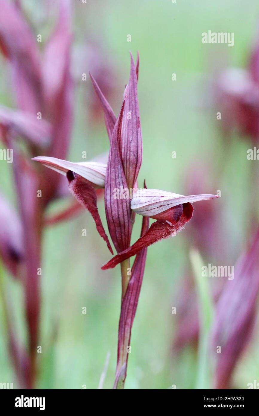 Orchidée à langue commune, Serapias vomeracea, Aude, France Banque D'Images