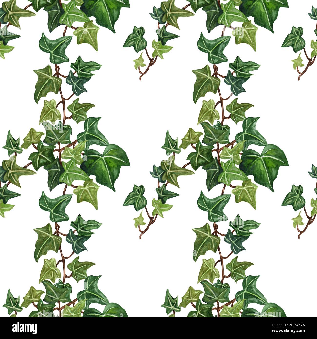 Aquarelle illustration de l'ivy botanique sans couture. Motif botanique sans couture de la branche lierre. Banque D'Images