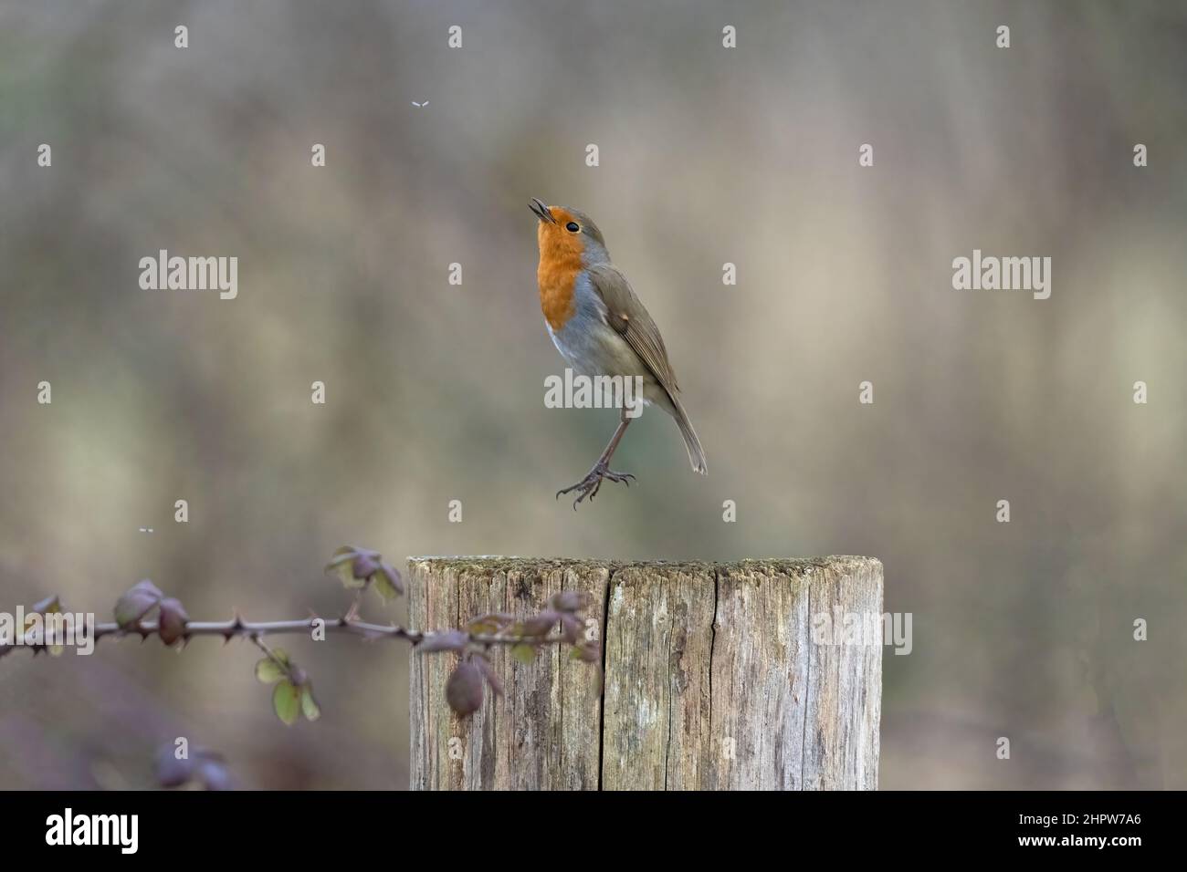 Robin-erithacus rubecula tente de capturer l'insecte pour la nourriture. Banque D'Images