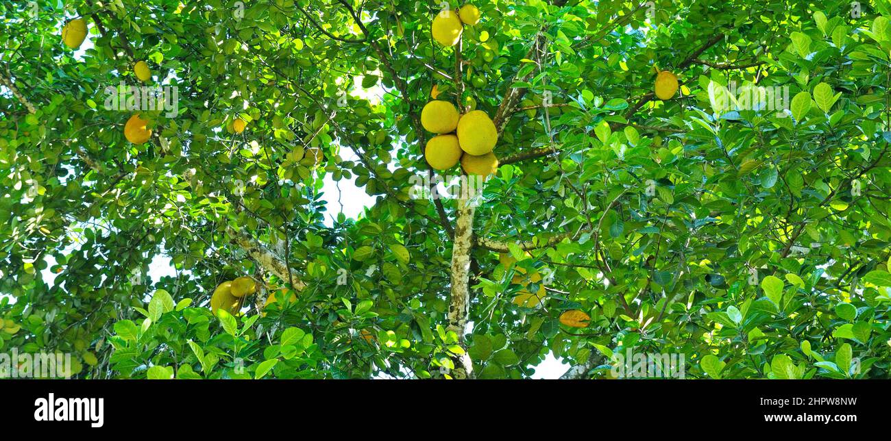 L'arbre à pain (Artocarpus altilis) arbre aux fruits mûrs. Grande photo ...