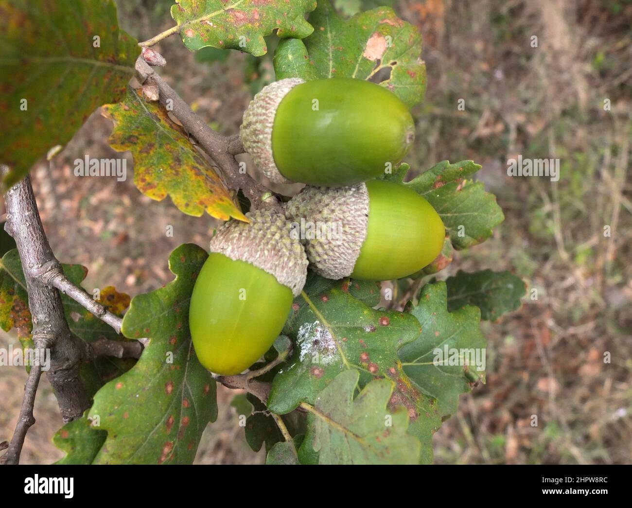 Acorns en gros plan dans la campagne de la Sardaigne Banque D'Images