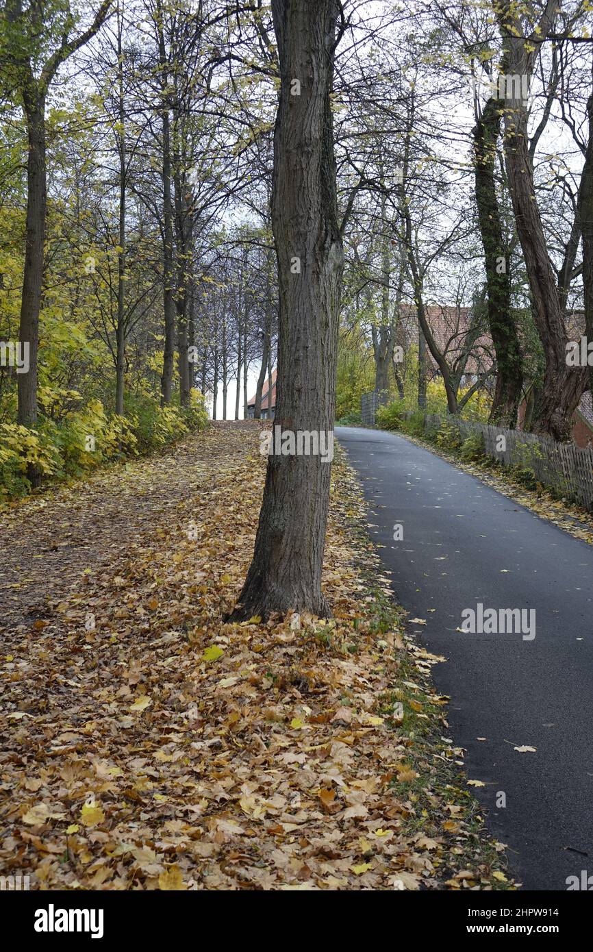 Sentier de Tarmac menant à Kehrwiederwall avec des arbres et des feuilles mortes le jour de l'automne, Hildesheim, Basse-Saxe, Allemagne Banque D'Images