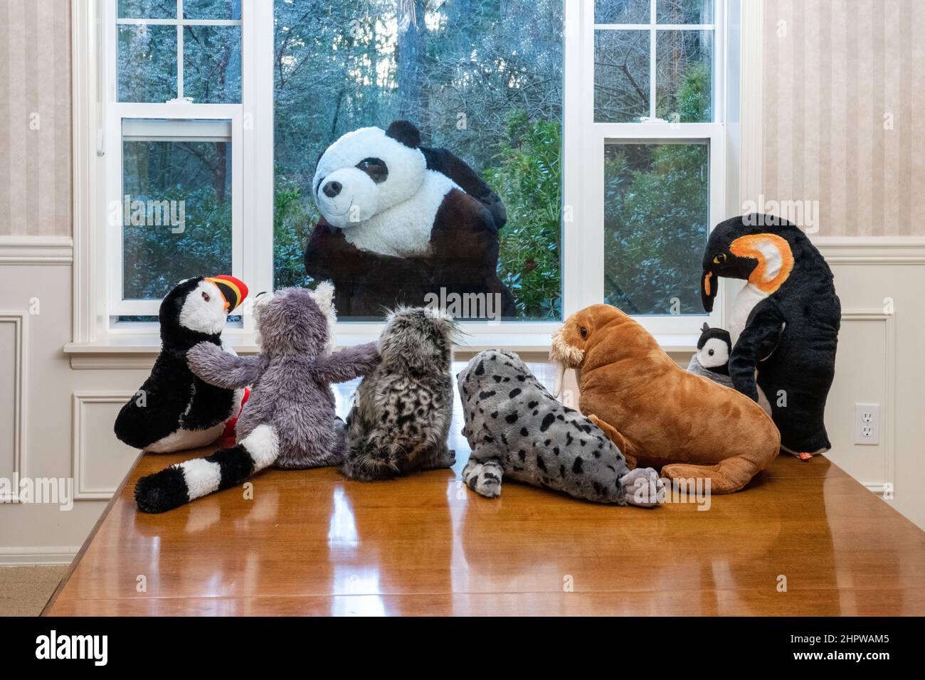 Animaux farcis regardant par une fenêtre un ours de panda géant qui les regarde ! Banque D'Images