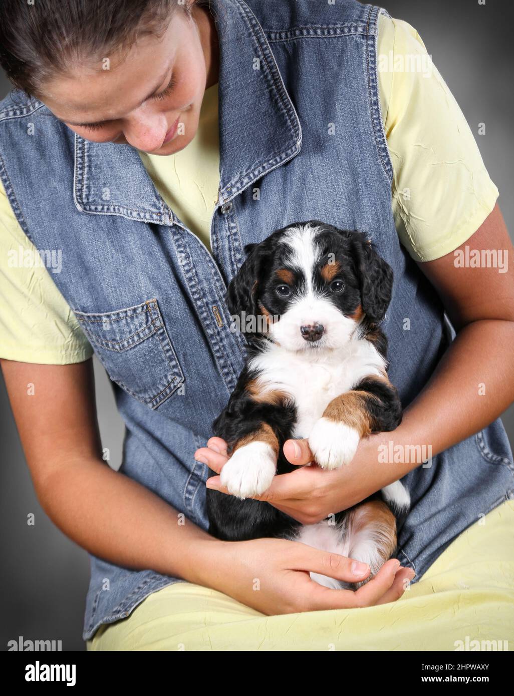 Mini Bernedoodle chiot étant tenu par une fille dans une robe jaune et veste jean Banque D'Images