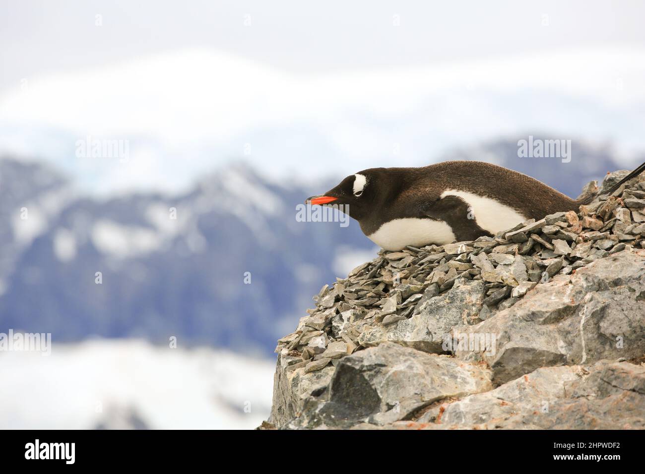Le pingouin de Gentoo, nichant sur une pente raide et rocheuse, a une vue magnifique sur l'île de Danco, Antarctique. Banque D'Images