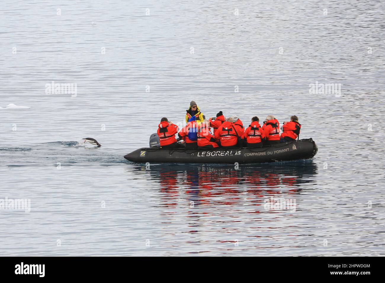 Un pingouin de Gentoo se déporte près de la poupe d'un bateau de zodiaque transportant des touristes du bateau de croisière le Boréal près de l'île de Danco, en Antarctique. Banque D'Images