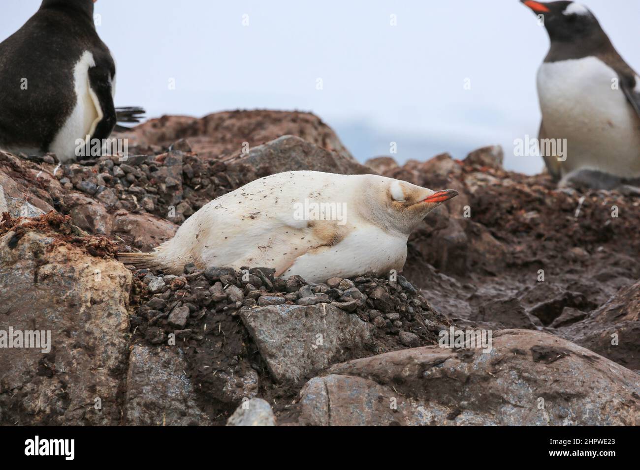 Un pingouin Gentoo leucantique à la station Gabriel González Videla (base chilienne) en Antarctique. Banque D'Images