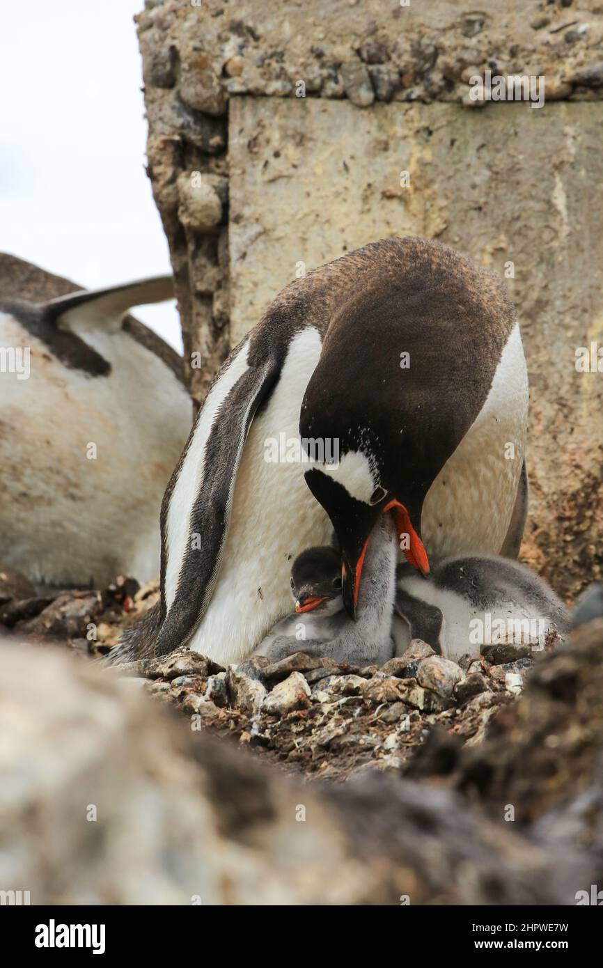 Un pingouin Gentoo nourrit l'un de ses deux poussins à la station González Videla (base chilienne) en Antarctique en régurgitant la nourriture dans son bec. Banque D'Images