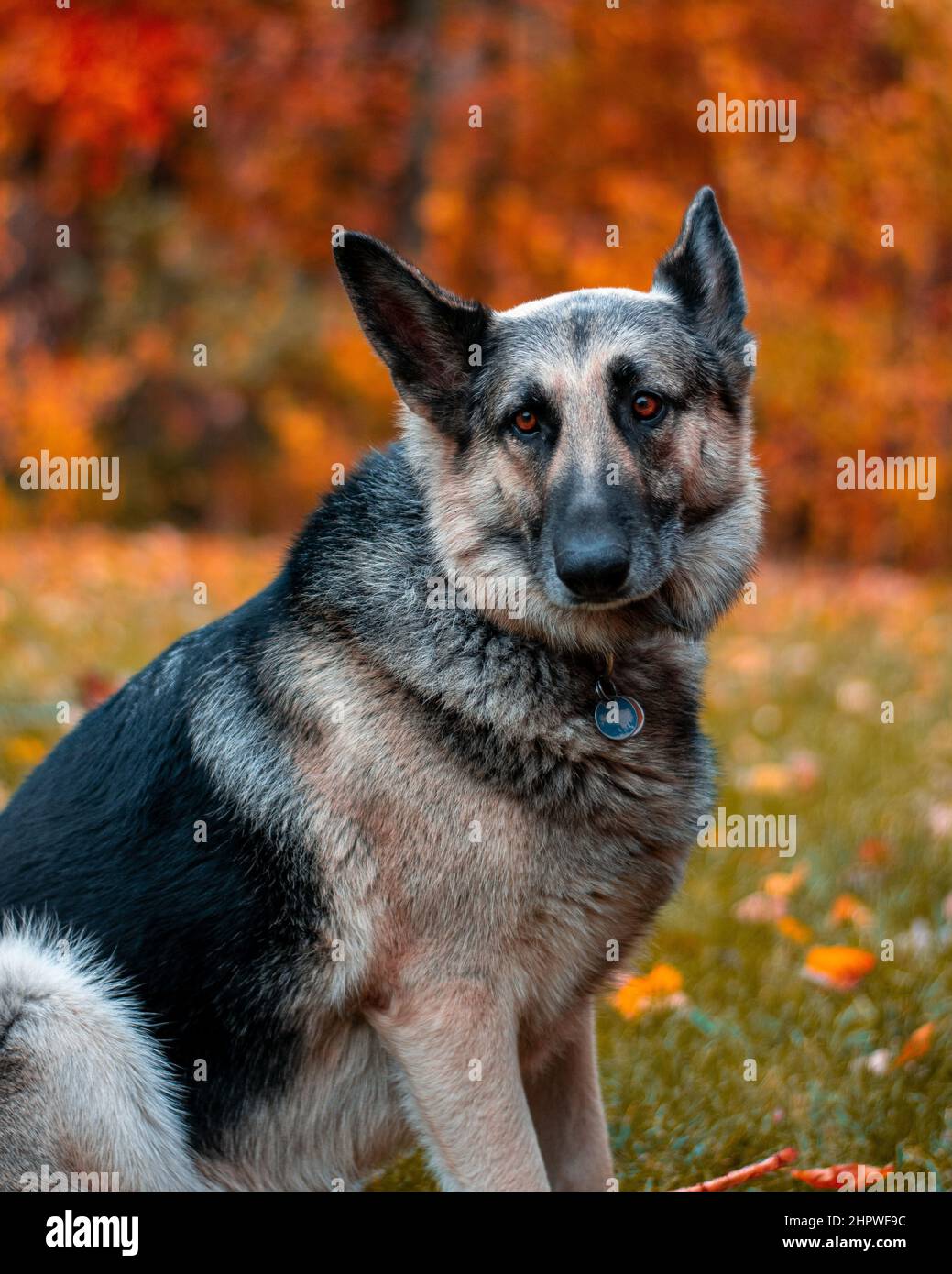 Photo verticale d'un Berger allemand dans un cadre d'automne Banque D'Images