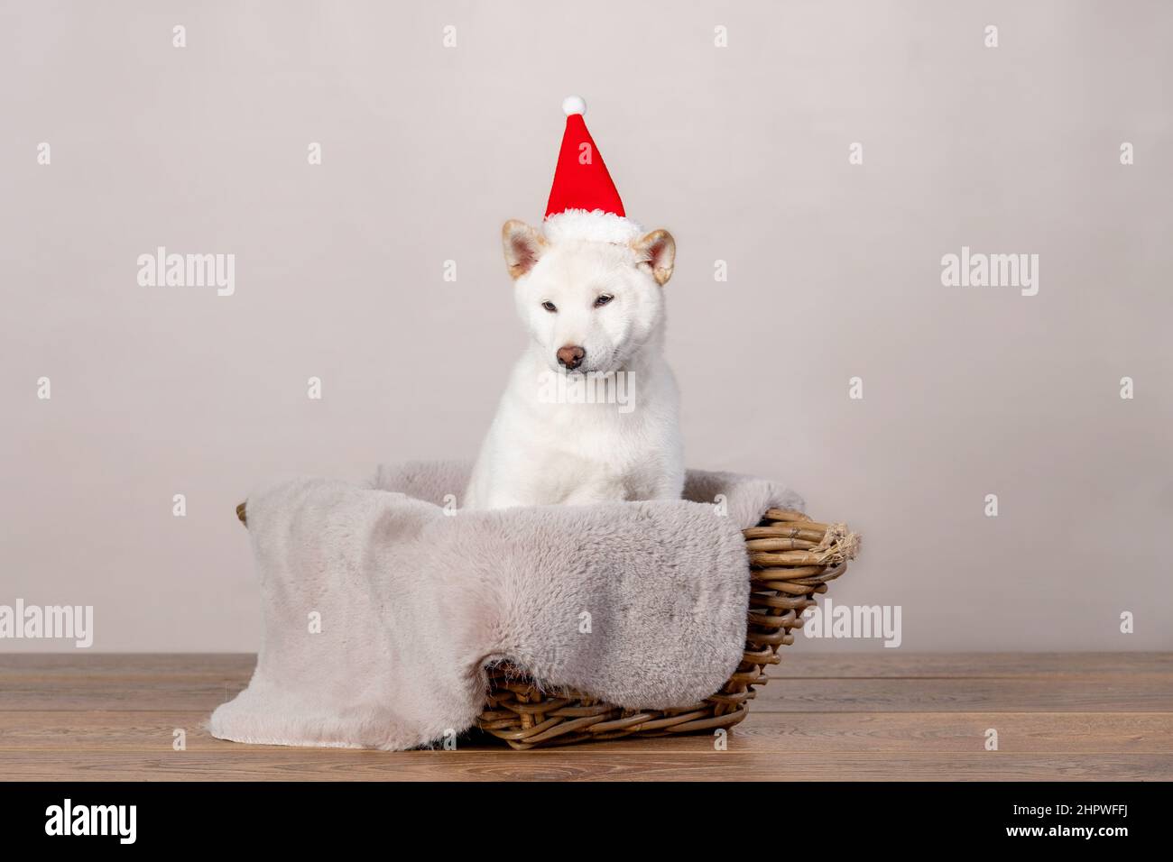 blanc nouvel an noël shiba inu shikoku hokkaido chien Banque D'Images