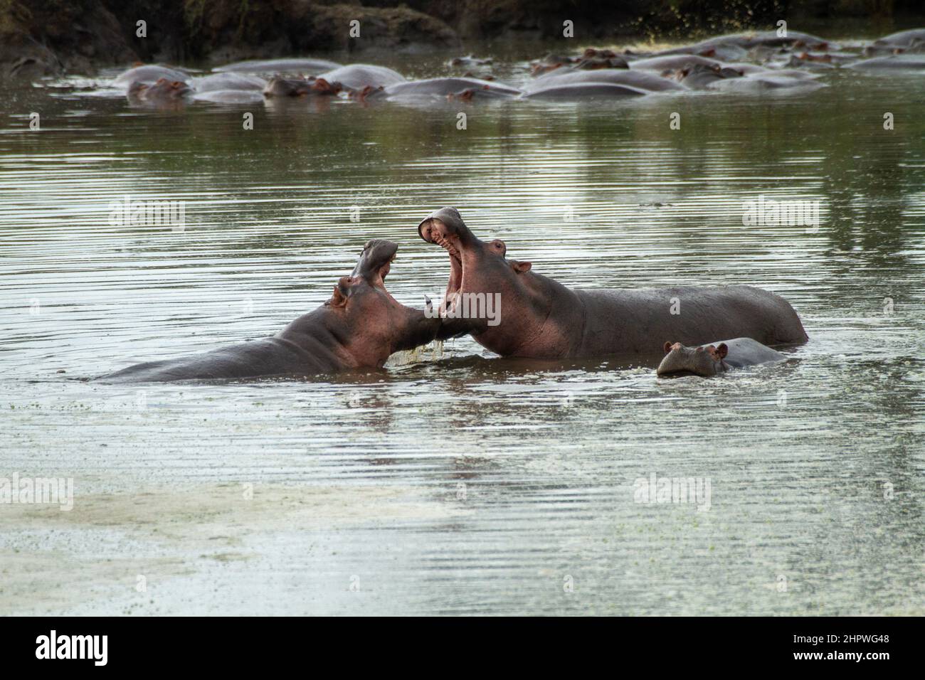 Hippopotame, hippopotame, hippopotame commun (Hippopotamus amphibius), les combats des hippopotames dans l'eau, Kenya, Masai Mara National Park Banque D'Images