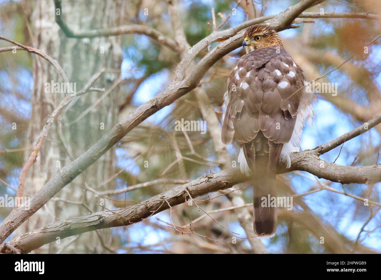 Sélectif d'un peu de sparrowhawk (Accipiter minullus) sur une branche Banque D'Images