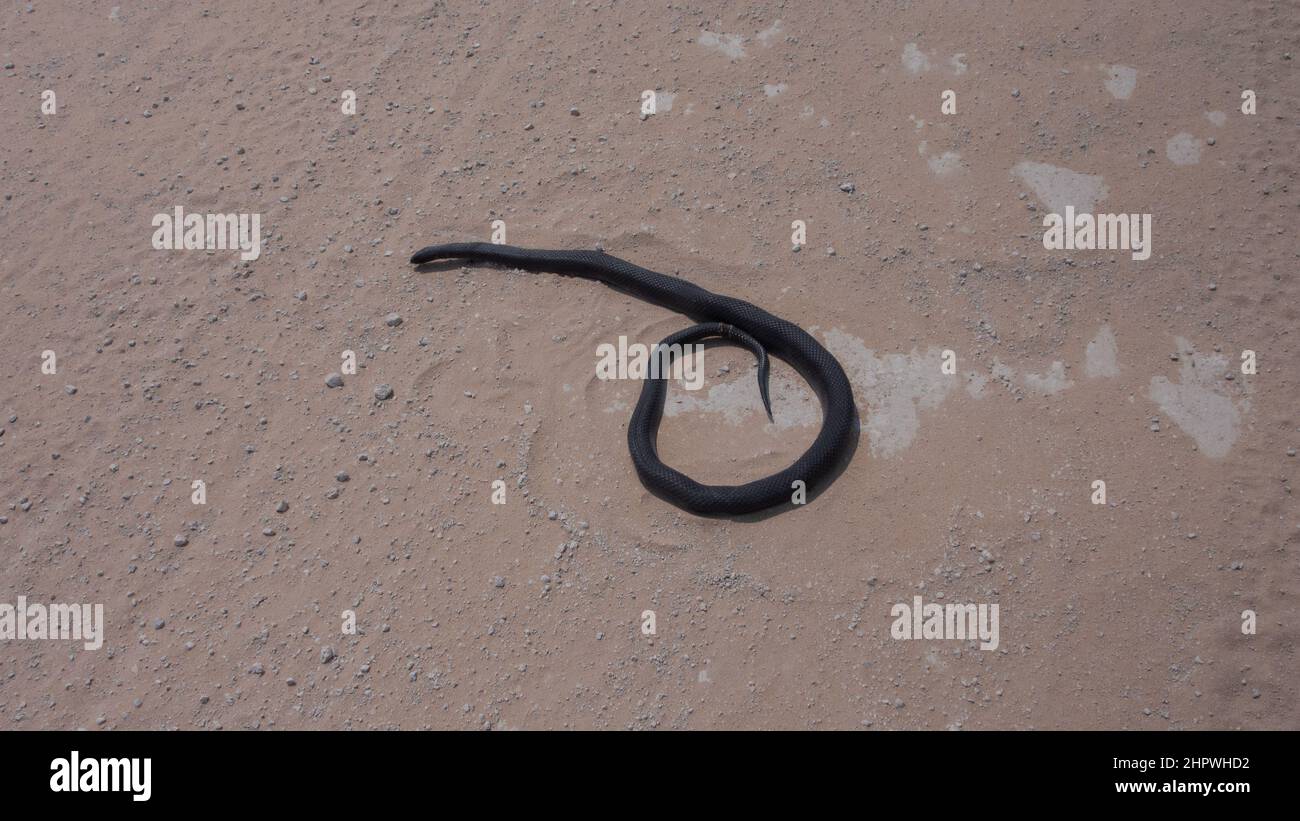 Un mamba noir mort - Dendroaspis polylepis - sur une route de sable blanc. Le serpent n'a pas de blessures visibles et semble toujours vivant. Le serpent a un grand diamètre Banque D'Images