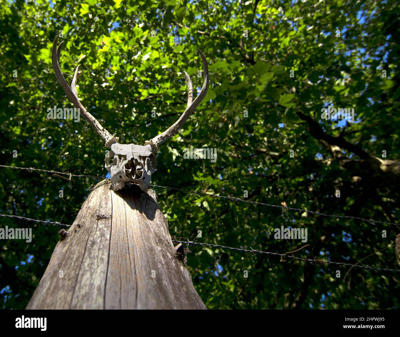 Crâne de cerf sur Fencepost Banque D'Images