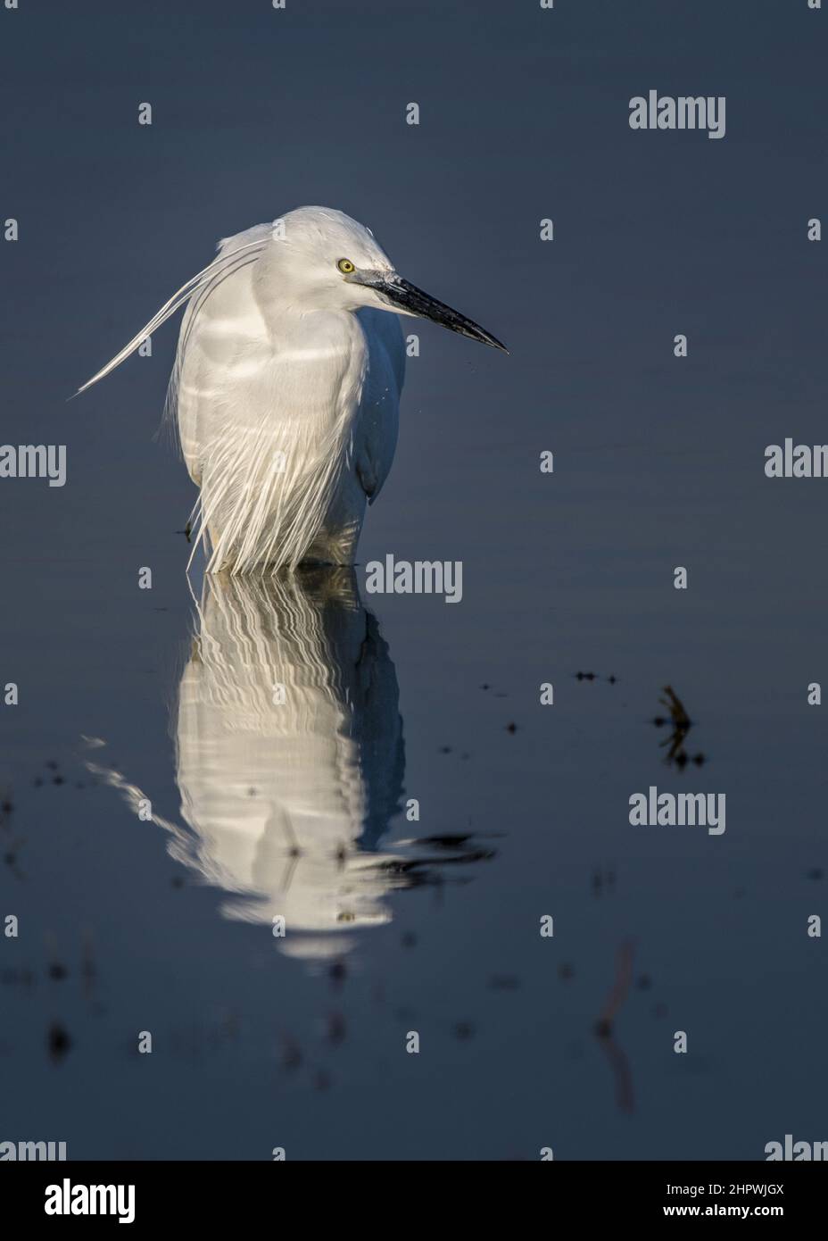 Aigrette garzette en baie de somme, en vol et dans les marais. Banque D'Images