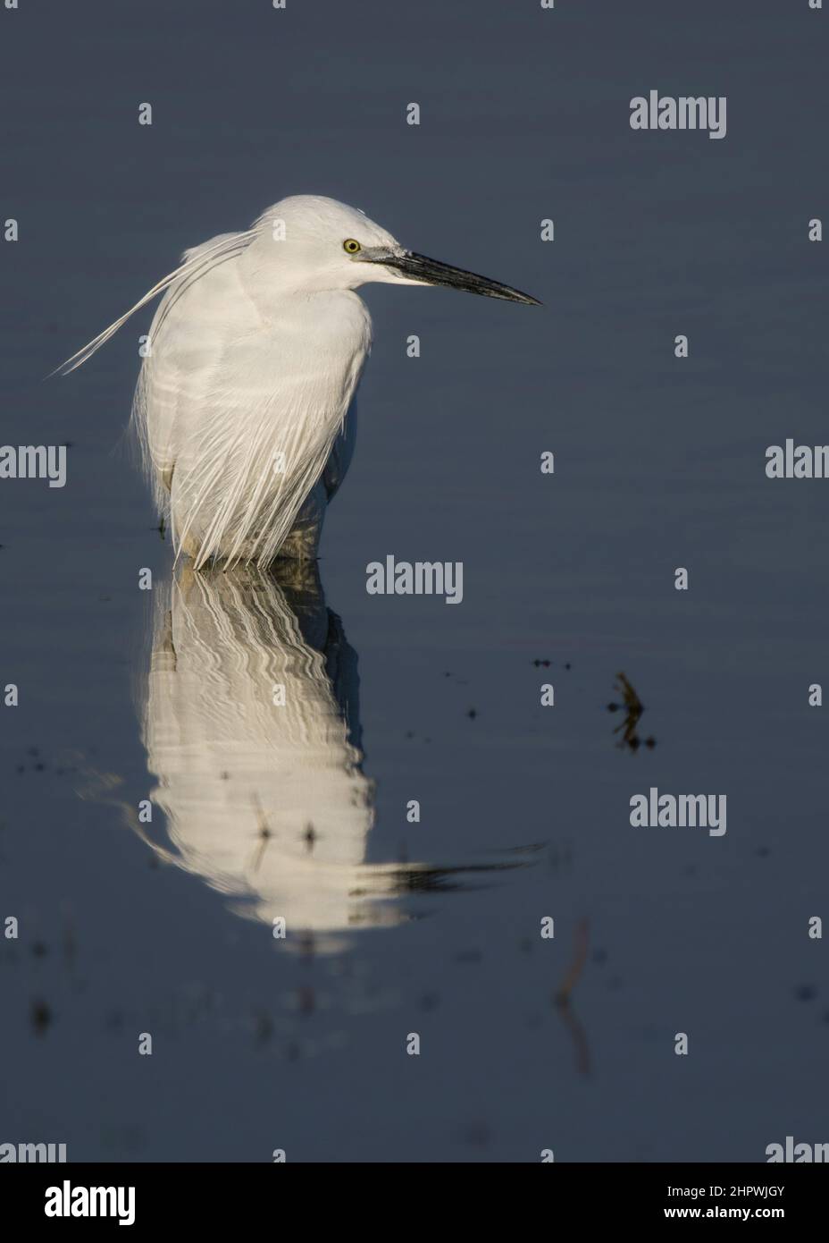 Aigrette garzette en baie de somme, en vol et dans les marais. Banque D'Images