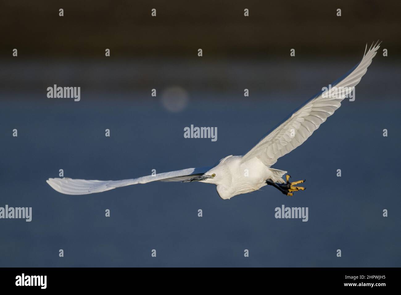 Aigrette garzette en baie de somme, en vol et dans les marais. Banque D'Images