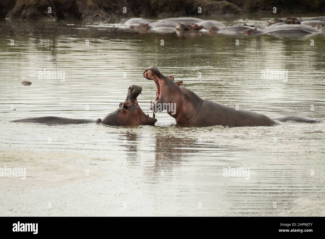 Hippopotame, hippopotame, hippopotame commun (Hippopotamus amphibius), les combats des hippopotames dans l'eau, Kenya, Masai Mara National Park Banque D'Images