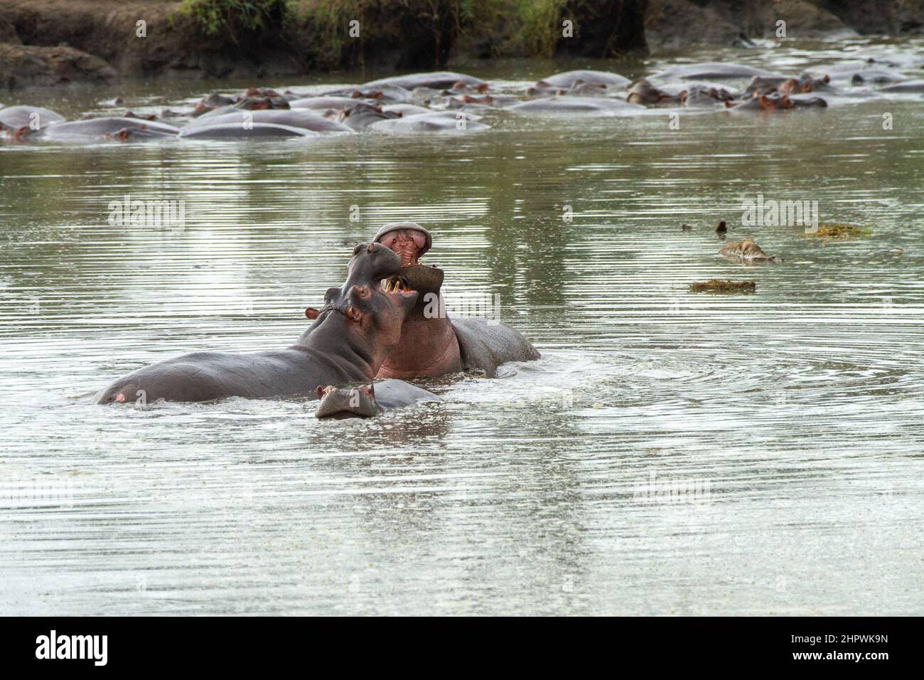 Hippopotame, hippopotame, hippopotame commun (Hippopotamus amphibius), les combats des hippopotames dans l'eau, Kenya, Masai Mara National Park Banque D'Images