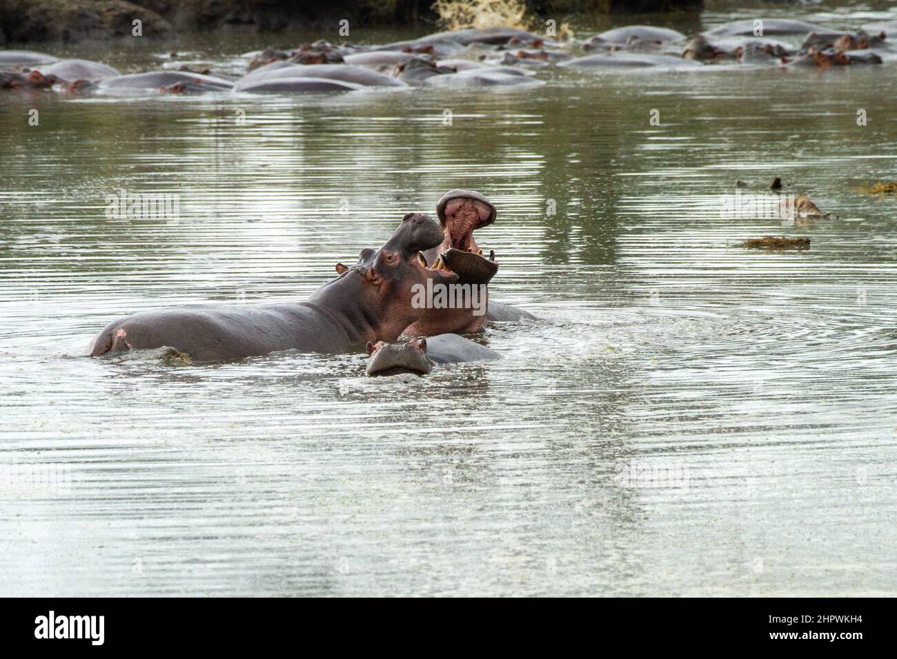 Hippopotame, hippopotame, hippopotame commun (Hippopotamus amphibius), les combats des hippopotames dans l'eau, Kenya, Masai Mara National Park Banque D'Images