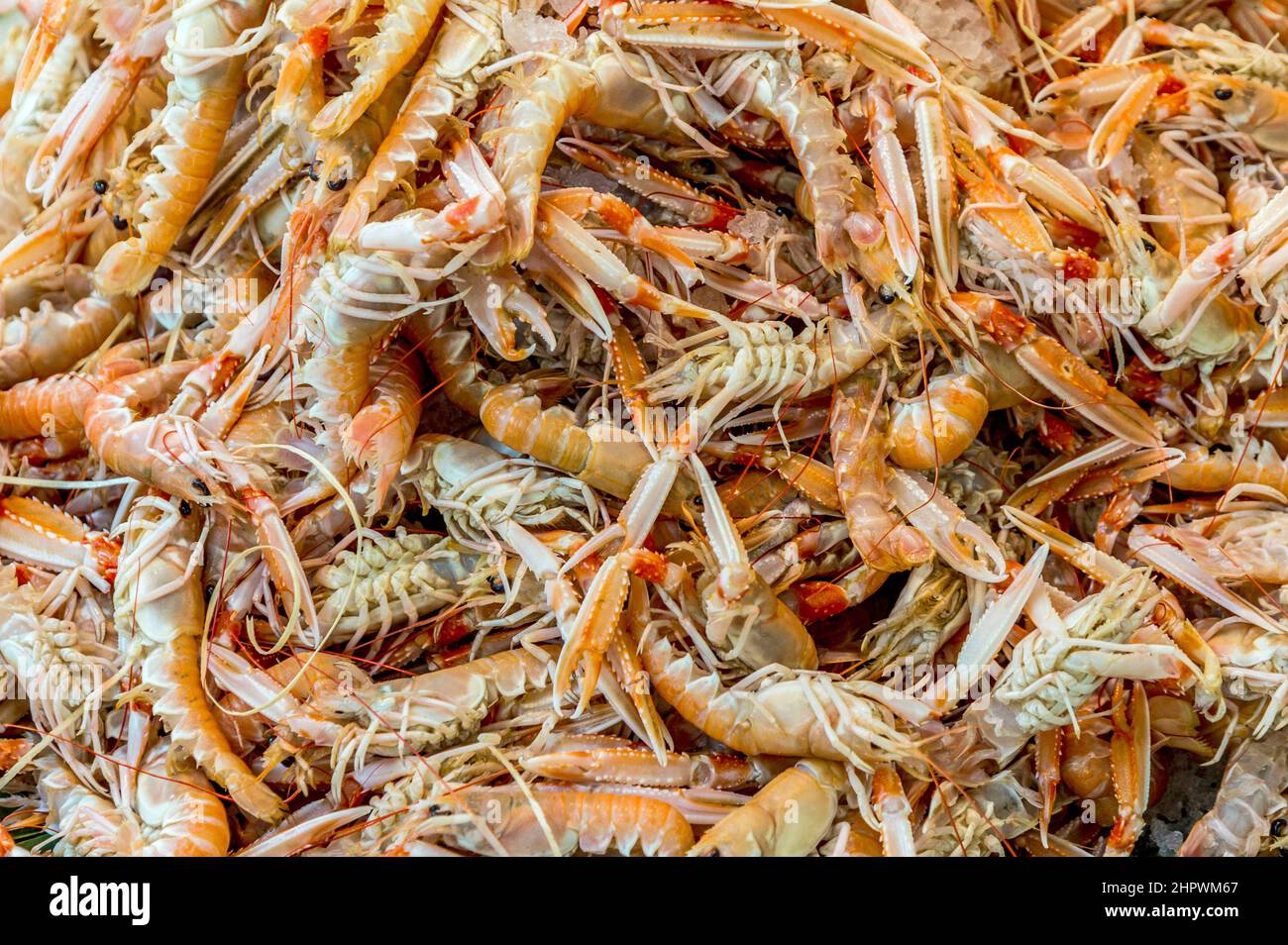 des crevettes royales fraîches entières sont proposées sur le marché aux poissons de paris Banque D'Images
