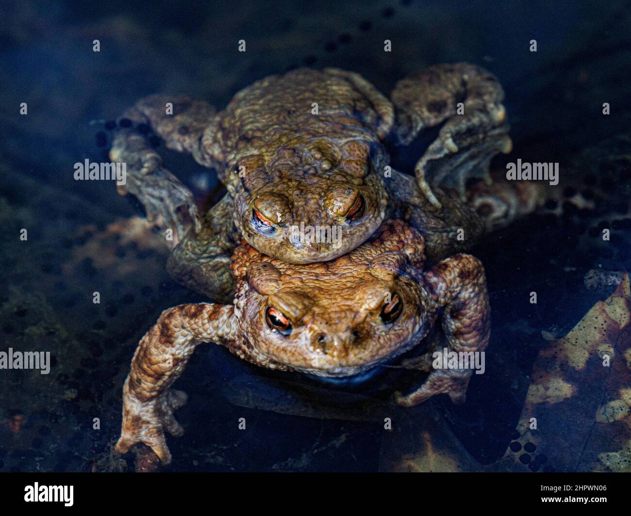 Crapauds, grenouilles, frai d'amphibiens, accouplement, Baden-Baden, Bade-Wurtemberg, Allemagne Banque D'Images