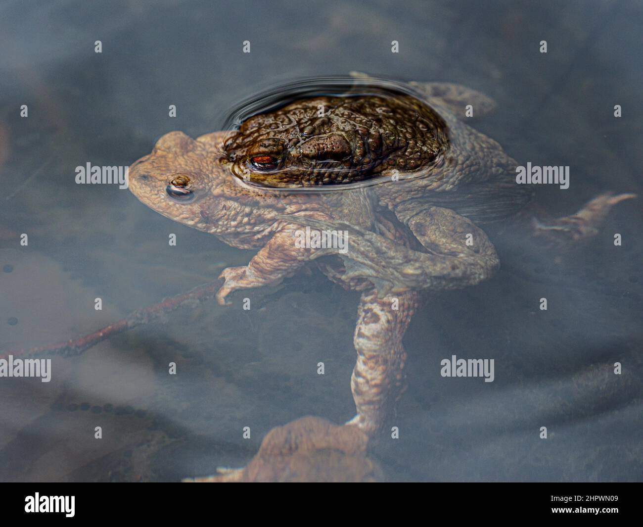 Crapauds, grenouilles, frai d'amphibiens, accouplement, Baden-Baden, Bade-Wurtemberg, Allemagne Banque D'Images