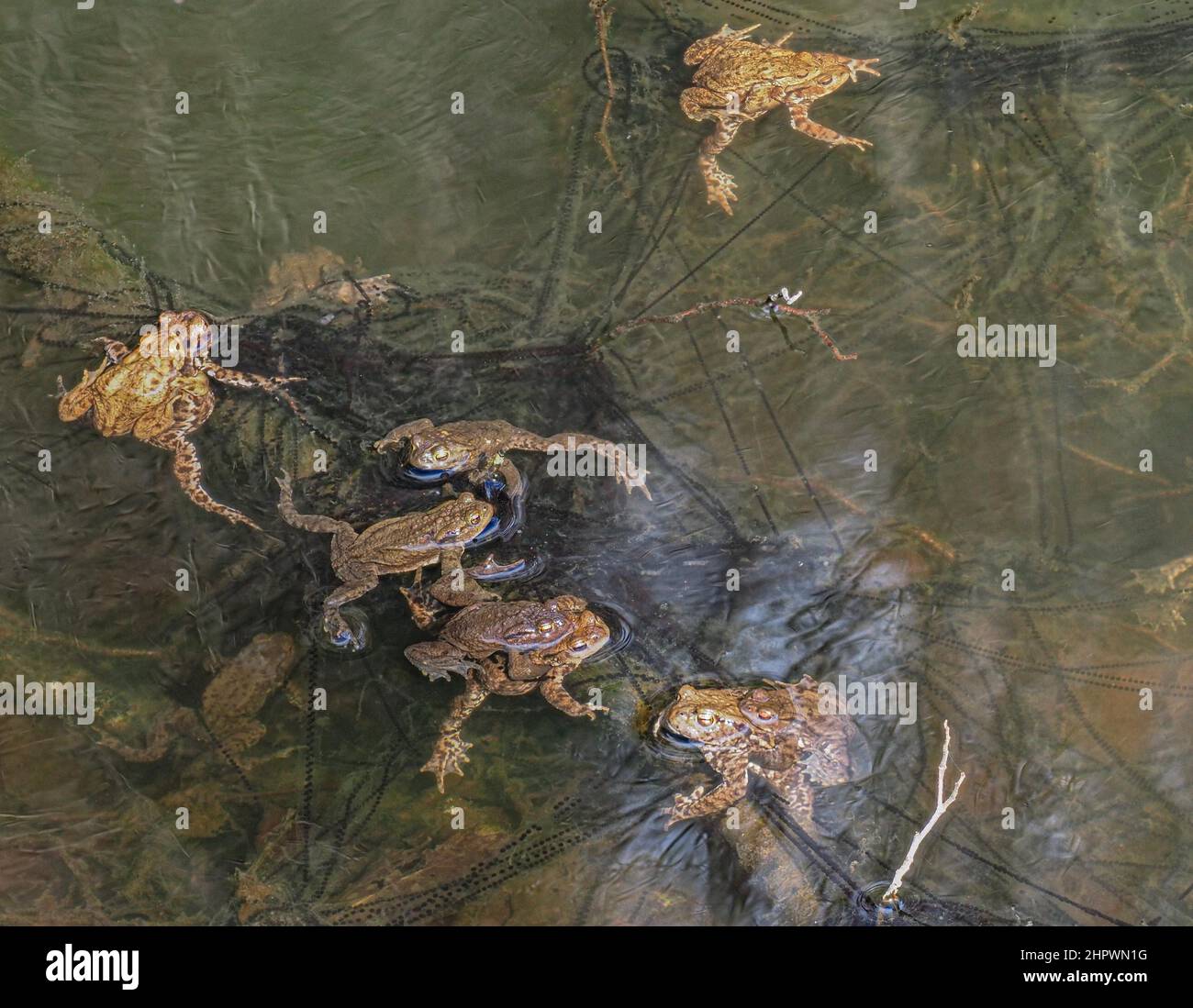 Crapauds, grenouilles, frai d'amphibiens, accouplement, Baden-Baden, Bade-Wurtemberg, Allemagne Banque D'Images