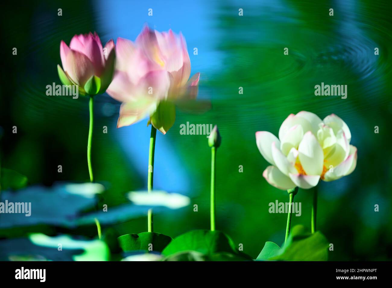 Lotus dans l'étang Banque D'Images