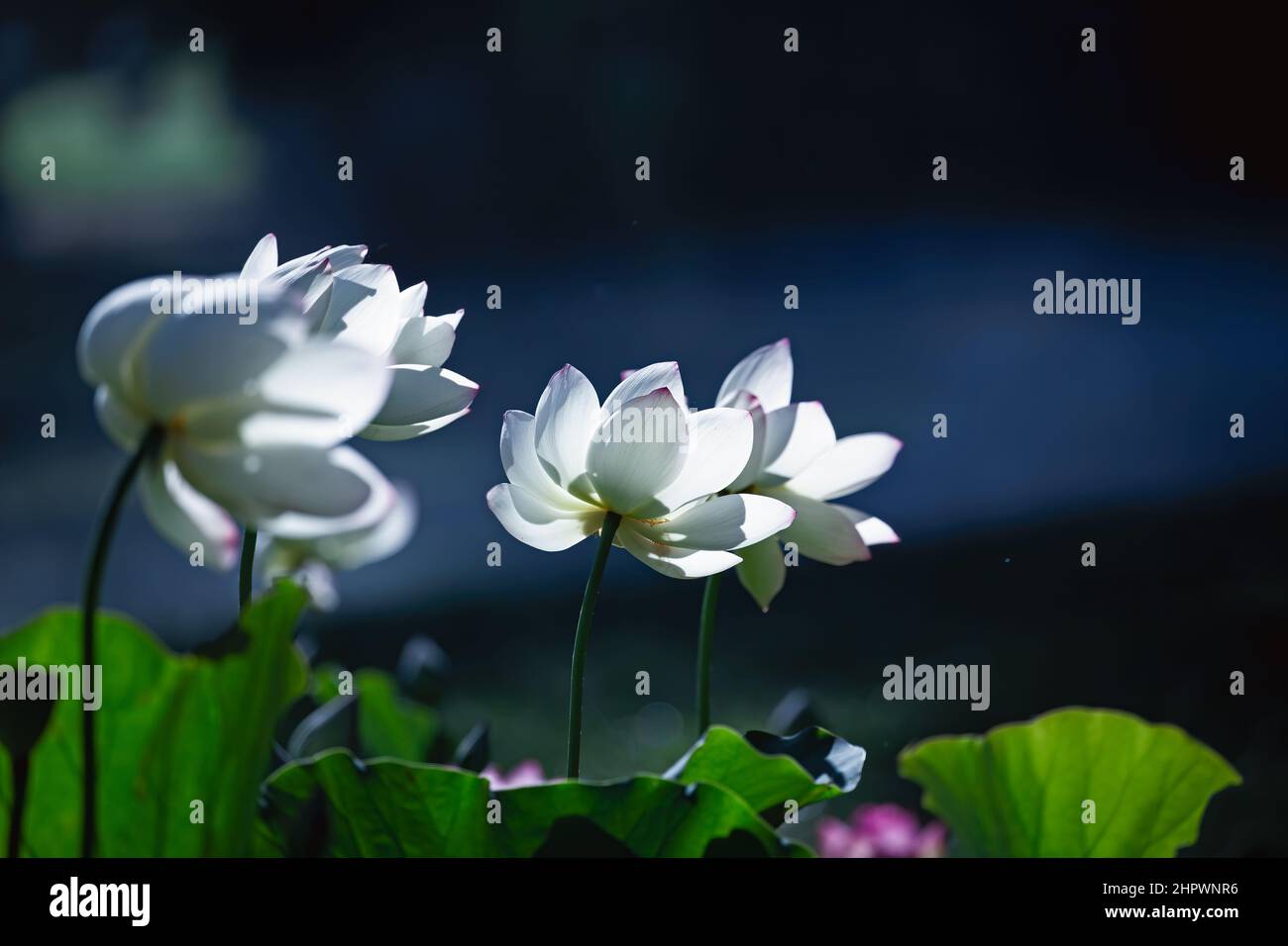 Lotus dans l'étang Banque D'Images