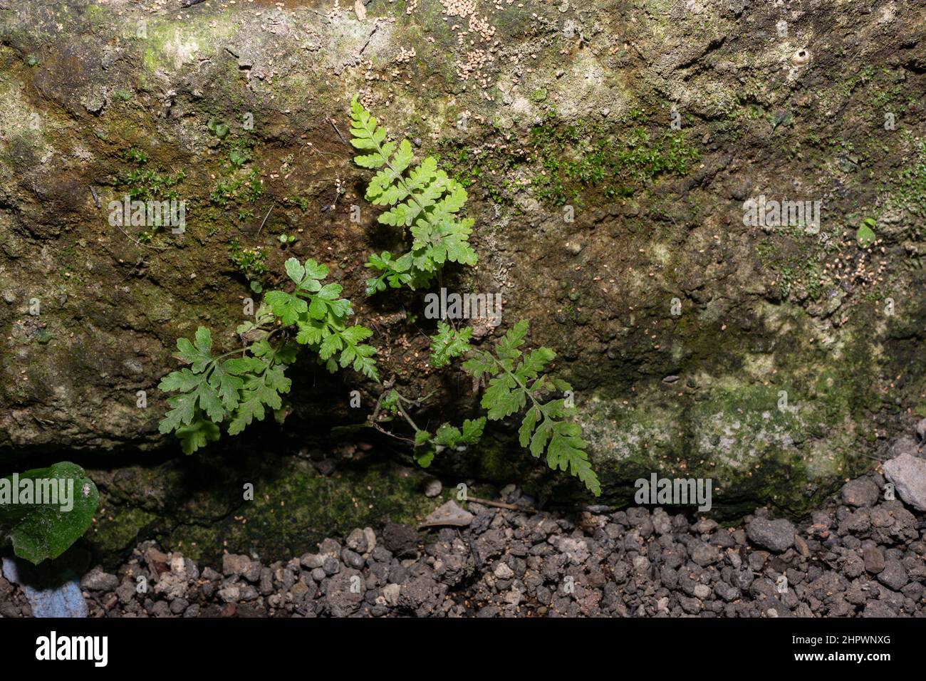 Woodsia obtusa ou Bluntlobe falaise fougère sur un substrat de maçonnerie et de roche. Banque D'Images