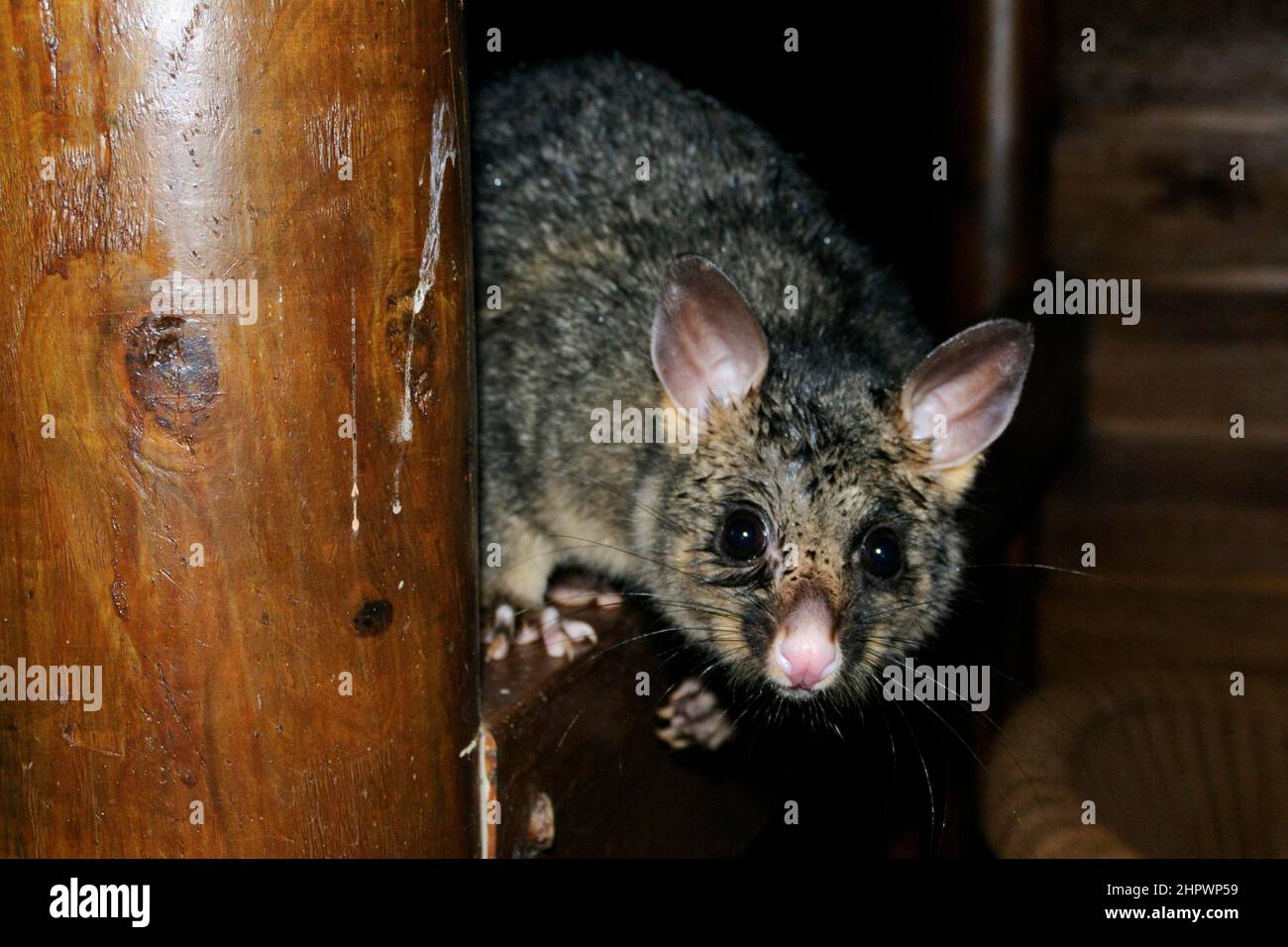 Queue de pinceau commune (Trichosurus vulpecula), Kangaroo Island, Australie Banque D'Images