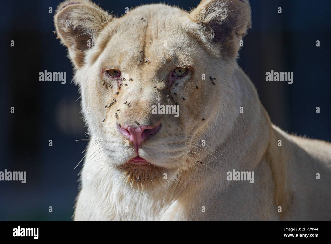 Lion dans un parc animalier local Banque D'Images