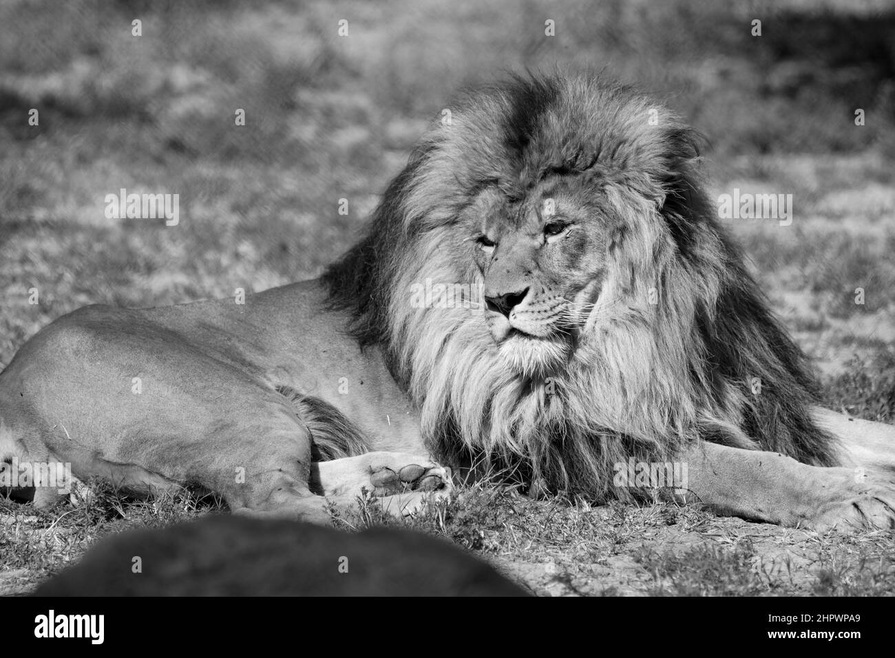 Lion dans un parc animalier local Banque D'Images