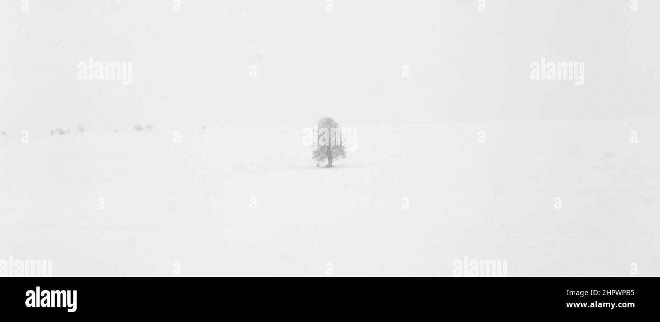 Icy blanc des arbres dans un paysage couvert de neige harmonique Banque D'Images