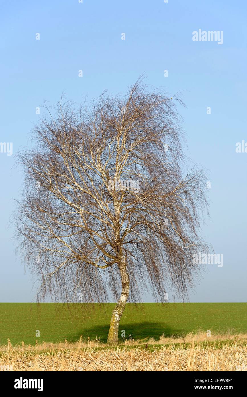 Bouleau (Betula), arbre solitaire dans un champ, récolte intermédiaire morte, Rhénanie-du-Nord-Westphalie, Allemagne Banque D'Images